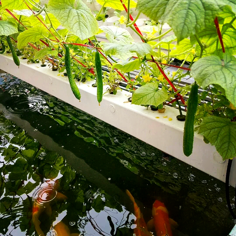 宜春市水培蔬菜鱼菜共生 - 排名